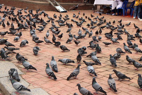 चारोको प्रतीक्षा